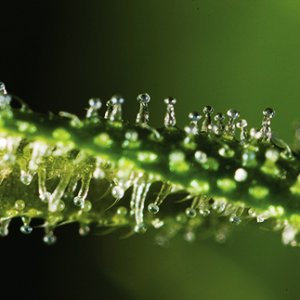 close up of trichomes