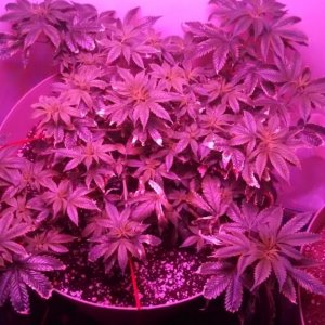 Antics Big Bang LED Grow