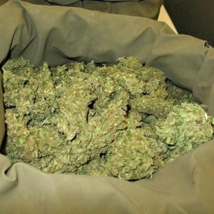 sack of buds