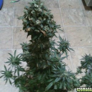 1st plant harvest 2014/15 grow