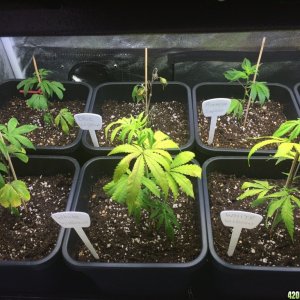 Clone recovering