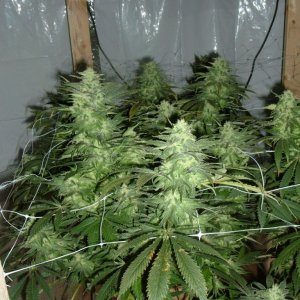 bluebery plants day 44