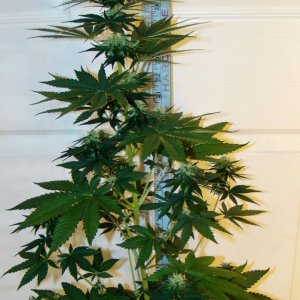 Blue Thunder day 24