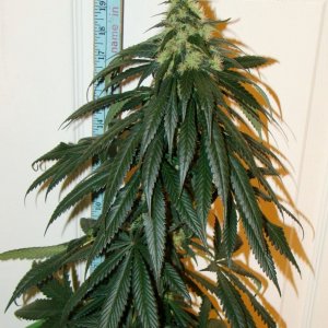 Sensi Star day 24