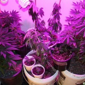 Veg Room 4/23