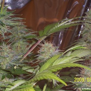 trichs12