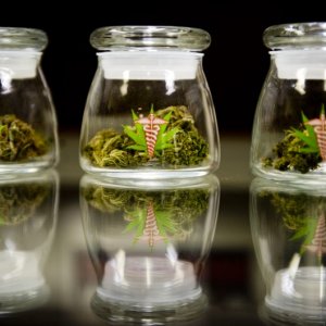 buds in jars