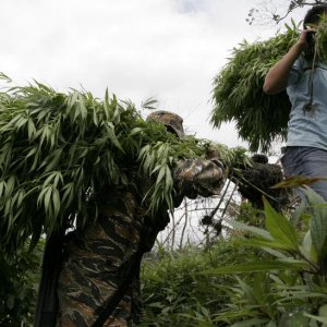 phillipines marijuana