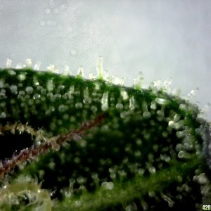 Underside of a sugar leaf from the B/R lady @ ~200X