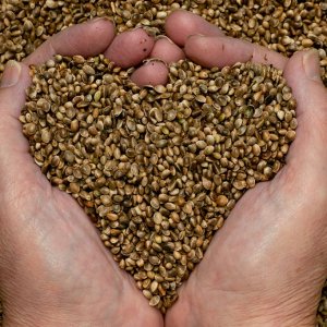 hemp seeds