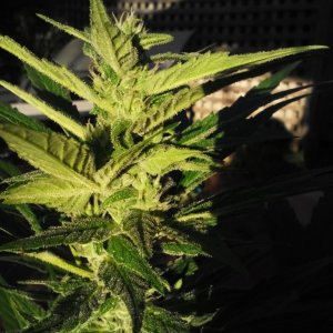 tha shiznit early budding