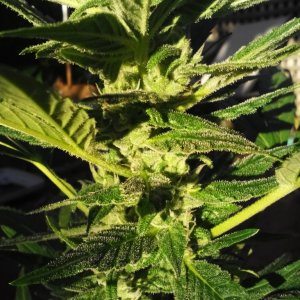 tha shiznit early budding