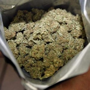 bag of buds