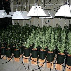 indoor grow