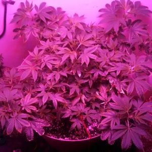 Antics Big Bang LED Grow