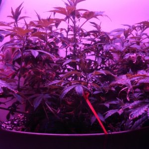 Antics Big Bang LED Grow