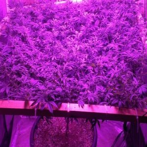 Strawberry haze 4x4 scrog day 21/f