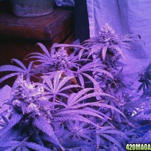 pics from from grow journal 2014/15