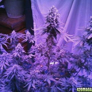 pics from from grow journal 2014/15