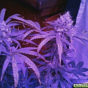 pics from from grow journal 2014/15