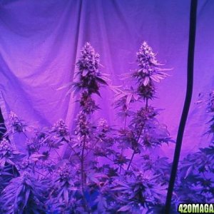 pics from from grow journal 2014/15