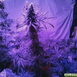 pics from from grow journal 2014/15