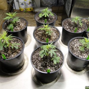 Pandora's Box/Sour Diesel x OG Kush x Hindu Kush Clones