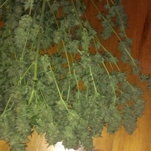 Shot Adrenaline - White Dwarf/Skunk#1- HARVESTED