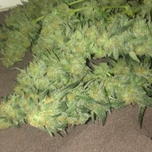 Shot Adrenaline - White Dwarf/Skunk#1- HARVESTED