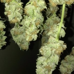 Shot Adrenaline - White Dwarf/Skunk#1- HARVESTED