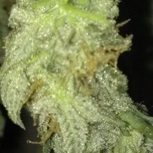 Shot Adrenaline - White Dwarf/Skunk#1- HARVESTED