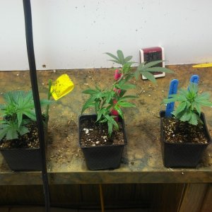 5 strains 6 plants