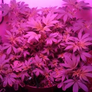 Antics Big Bang LED Grow