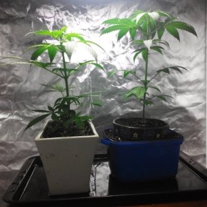 Blue Dream Saplings