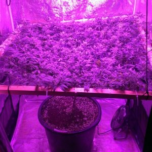 Mars II 1200 watt LED scrog day 25F