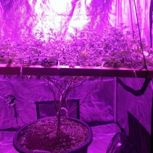 Mars II 1200 watt LED scrog day 25F