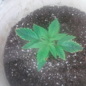 My first grow