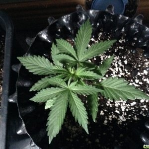 day24 bagseed