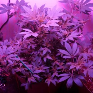 Antics Big Bang LED Grow