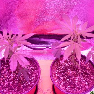 Jan 13th 2015 Bay 11 Clones 5 days