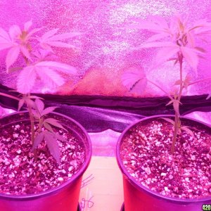 Jan 13th 2015 Bay 11 Clones 5 days