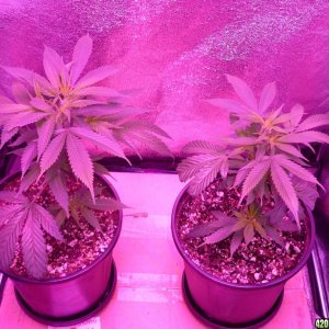 Bay 11 Clones Day 6-10