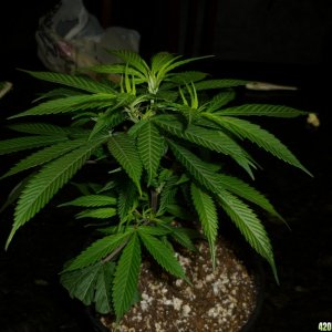 Bay 11 Clones Jan 22nd