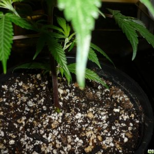 Bay 11 Clones Jan 22nd