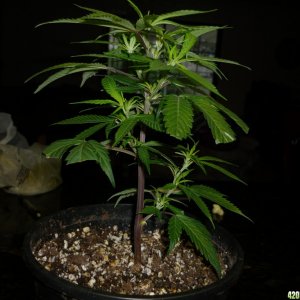 Bay 11 Clones Jan 22nd