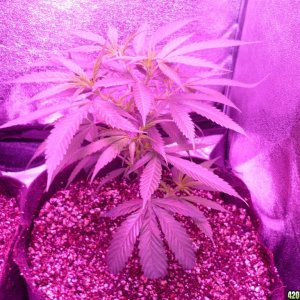 Jan 23rd Bay 11 Clones Day 15 from CC