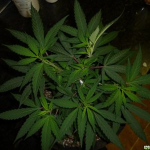 Jan 28th Bay 11 Clones