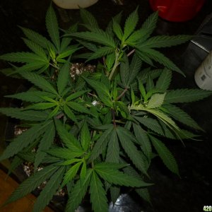 Jan 28th Bay 11 Clones