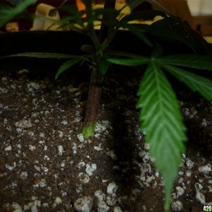 Jan 28th Bay 11 Clones