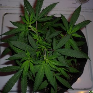 Jan 28th Bay 11 Clones